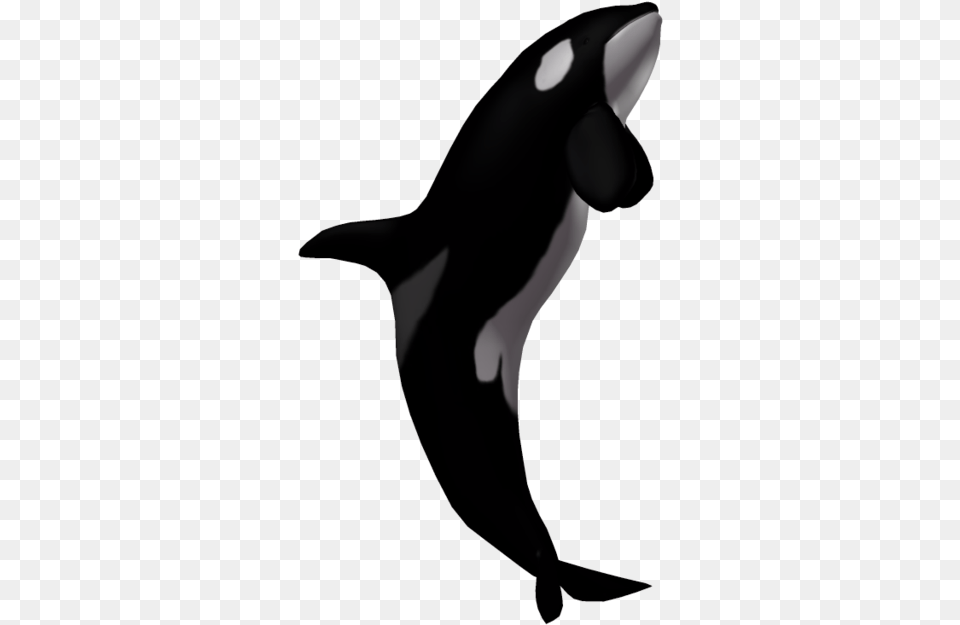 Killer Whale Without Background, Animal, Sea Life, Mammal Free Transparent Png