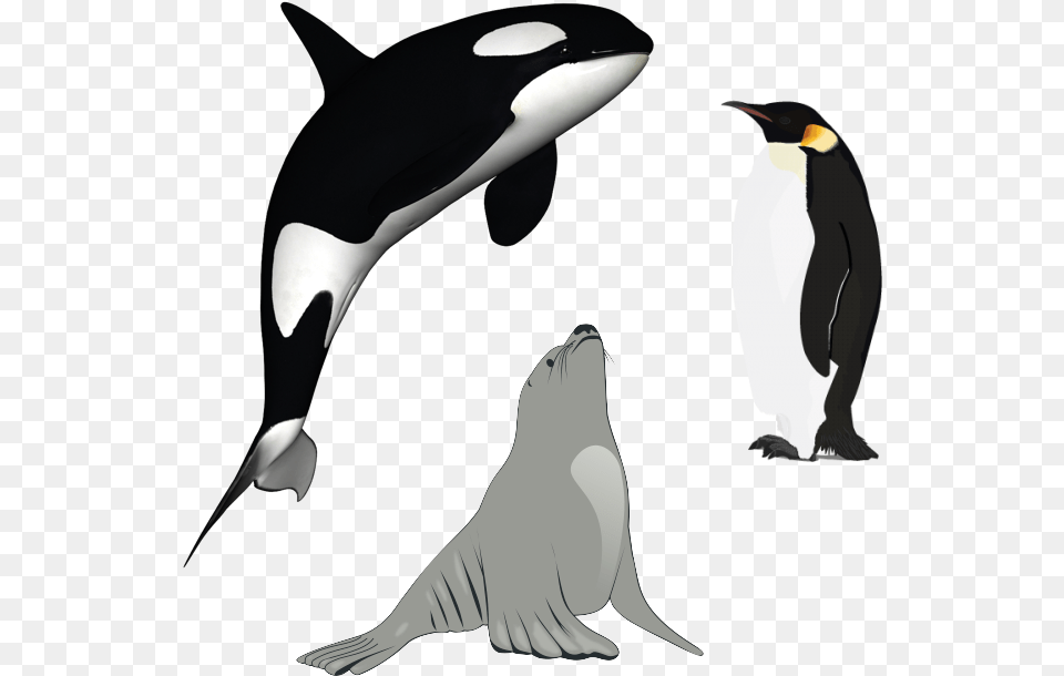 Killer Whaledownloadpng Polrec Orca With White Background, Animal, Bird, Penguin, Sea Life Png Image