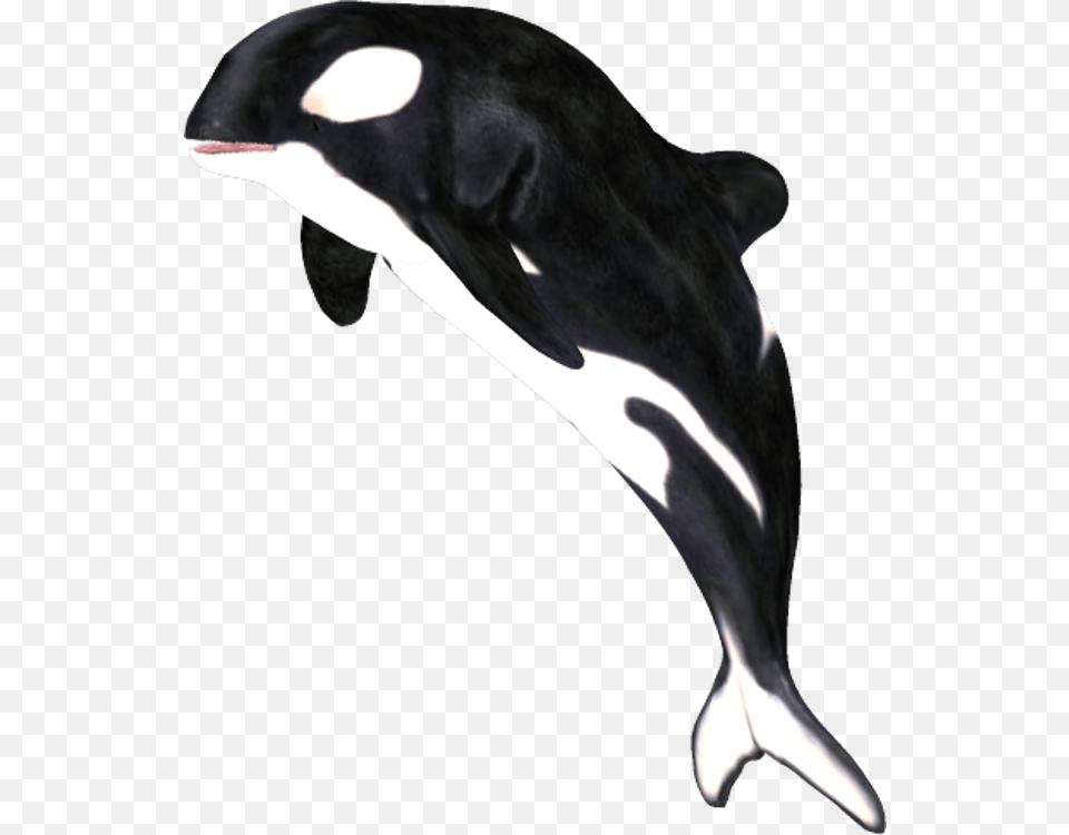 Killer Whalemarine Dolphinfincommon Common Dolphincommon Whale, Animal, Sea Life, Mammal, Canine Free Transparent Png