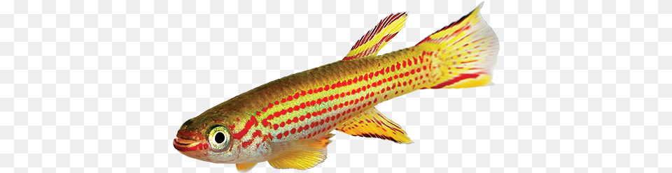 Killifish Care Sheet Gilli Fish, Animal, Aquatic, Sea Life, Water Free Png Download