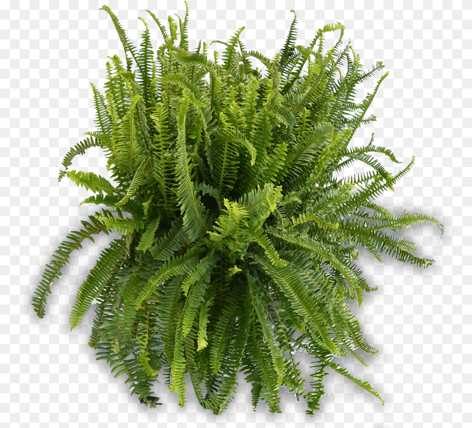 Kimberly Queen Fern Plants From Top, Plant Png Image