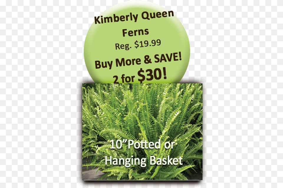 Kimberly Queen Ferns Pot Or Hang Grass, Fern, Plant, Ball, Rugby Free Png