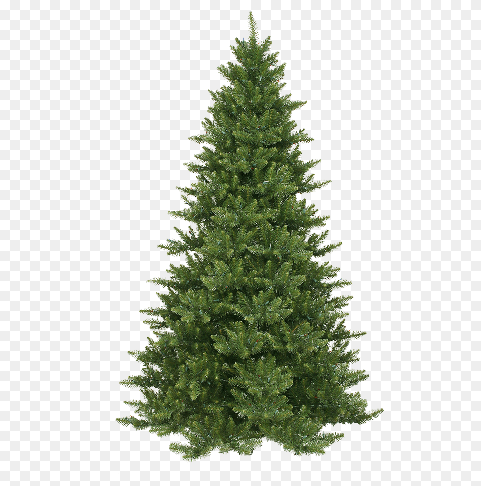 Kind Of Tree Is A Christmas Tree, Fir, Pine, Plant, Conifer Png