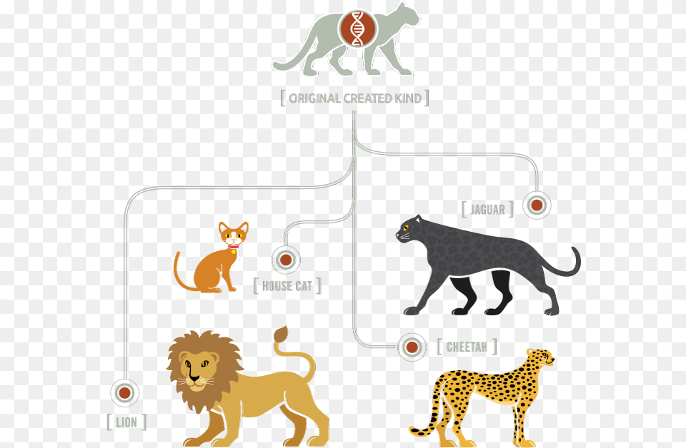 Kinds Of Cats, Animal, Cheetah, Lion, Mammal Png Image