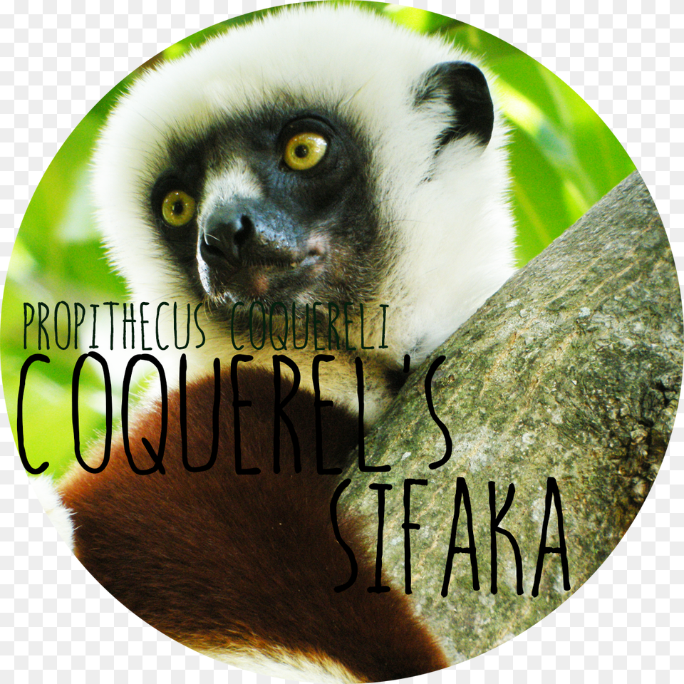 Kinds Of Lovely Lemurs, Animal, Mammal, Monkey, Wildlife Free Transparent Png