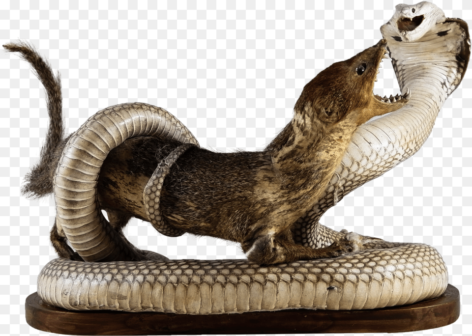 King Cobra And Mongoose Statue, Animal, Reptile, Snake Png