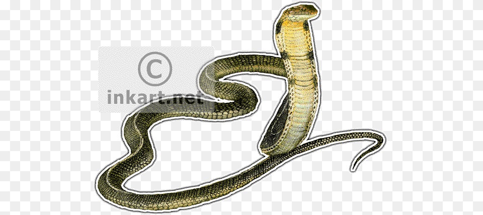 King Cobra Decal King Cobra Throw Blanket, Animal, Reptile, Snake Png Image