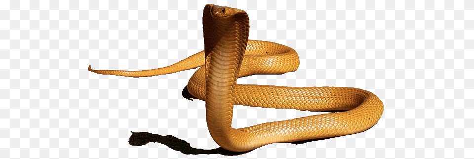 King Cobra Hd, Animal, Reptile, Snake Free Png Download