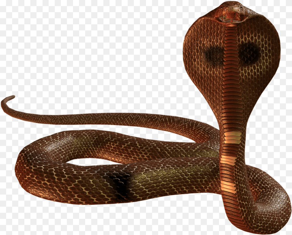 King Cobra Snake, Animal, Reptile Png Image