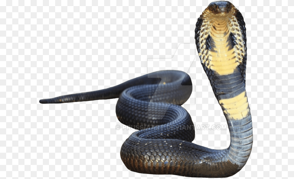 King Cobra Transparent Background Transparent Background Snake, Animal, Reptile Free Png