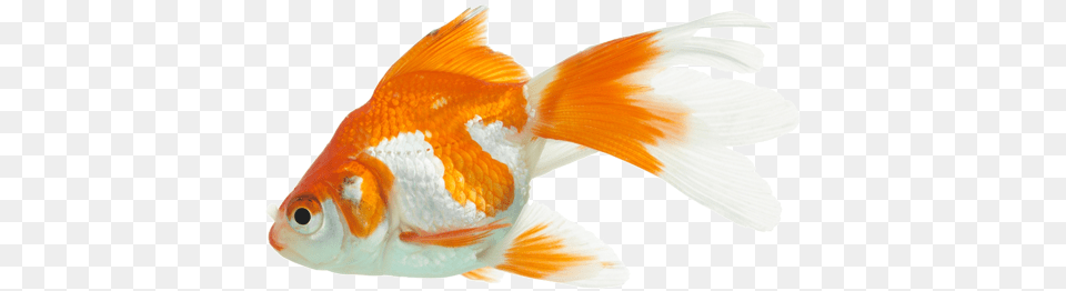 King Goldfish Full Size Download Seekpng Aquarium Gold Fish, Animal, Sea Life Free Png