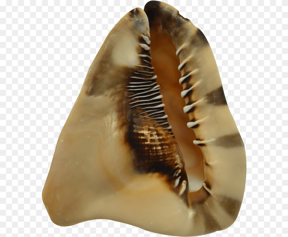 King Helmet Decorative Conch Shell 7 8 Conch, Animal, Invertebrate, Sea Life, Seashell Png