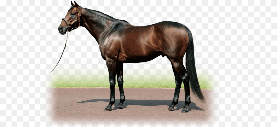 King Kamehameha Japonya Da Yaran Tizway, Animal, Horse, Mammal, Stallion Png Image