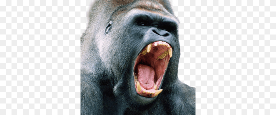 King Kong Coupons Angry Gorilla, Animal, Ape, Mammal, Wildlife Free Png