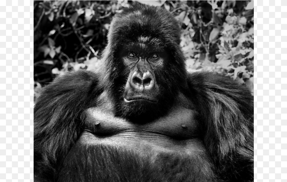 King Kong David Yarrow Primates, Animal, Ape, Mammal, Monkey Free Transparent Png