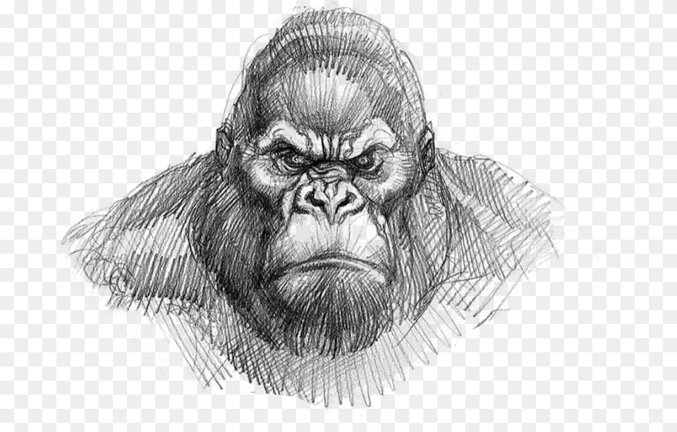 King Kong Drawing Easy Download King Kong Gorilla Face Drawing, Animal, Ape, Mammal, Wildlife Free Transparent Png