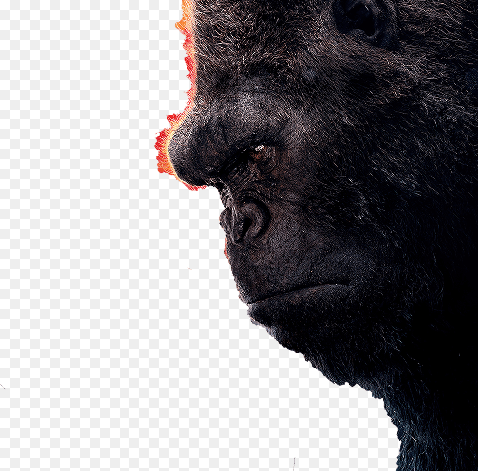 King Kong Fond D Cran Kong Skull Island, Animal, Ape, Mammal, Wildlife Free Png