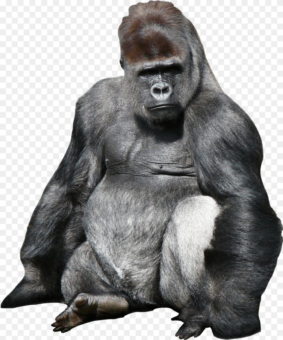 King Kong Kingkon Monkey, Animal, Ape, Mammal, Wildlife Free Transparent Png