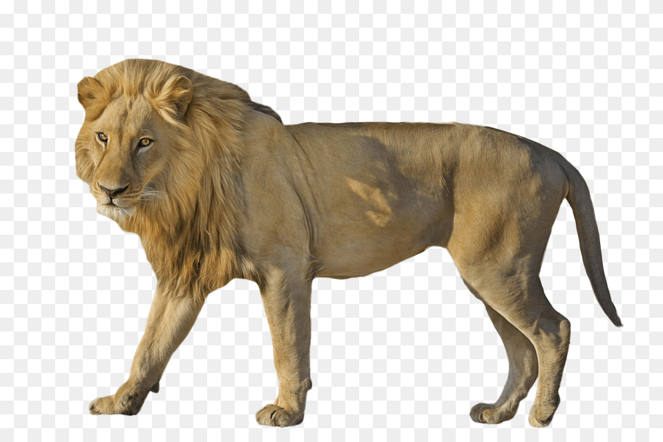 King Of The Animals Images Download African Lion In, First Aid, Box Png