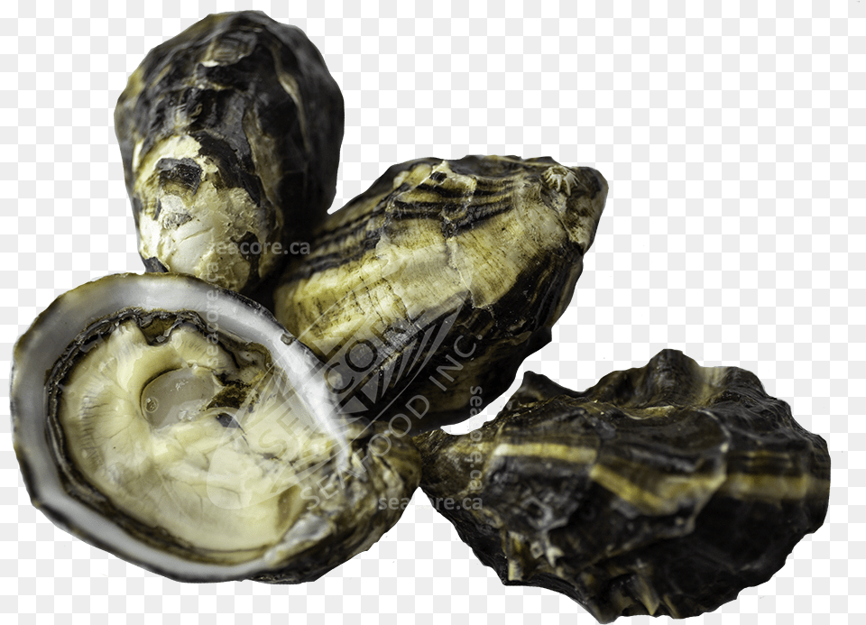 King Of The North Oysters Tiostrea Chilensis, Animal, Seafood, Food, Sea Life Free Png Download