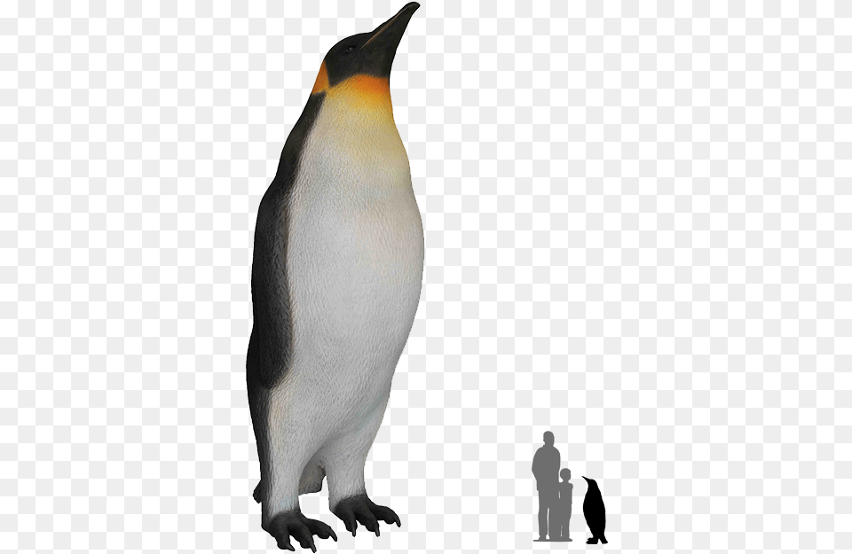 King Penguin Bird Antarctica Queens Of Christmas 3539 Male King Penguin Statue, Animal, King Penguin, Adult, Man Free Png Download