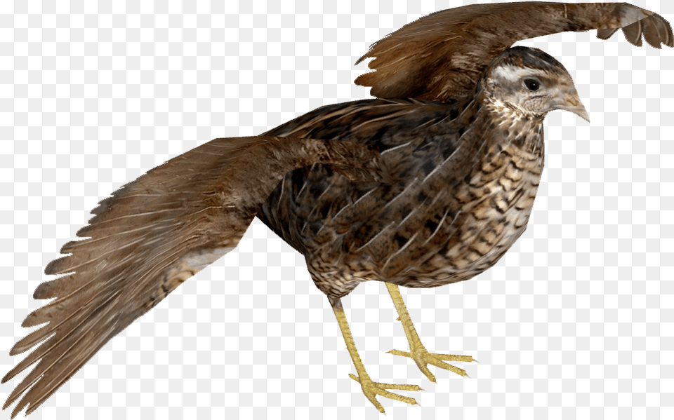 King Quail F Common Quail, Animal, Bird, Buzzard, Hawk Png