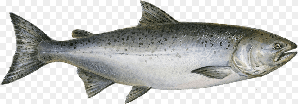 King Salmon, Animal, Coho, Fish, Sea Life Png Image