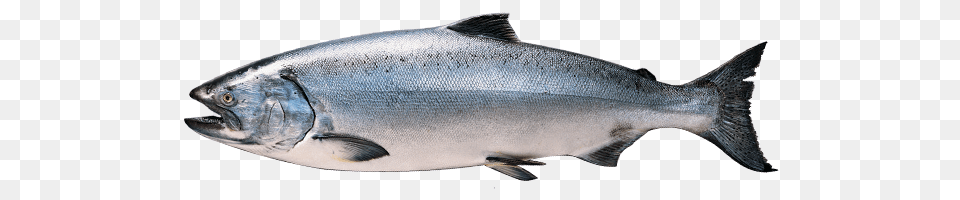 King Salmon Alaska Seafood Philippines, Animal, Coho, Fish, Sea Life Png