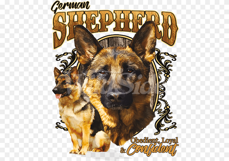 King Shepherd, Animal, Canine, Dog, German Shepherd Png Image