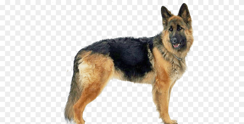 King Shepherd German Shepherd Gif, Animal, Canine, Dog, German Shepherd Free Png Download