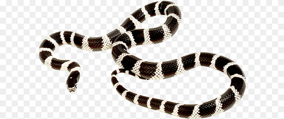 King Snake King Snake With Transparent Background, Animal, Reptile, King Snake Png Image
