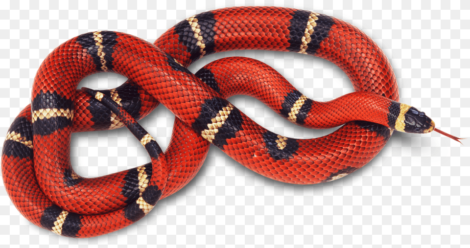 King Snake Red Snake Transparent Background, Animal, King Snake, Reptile Free Png