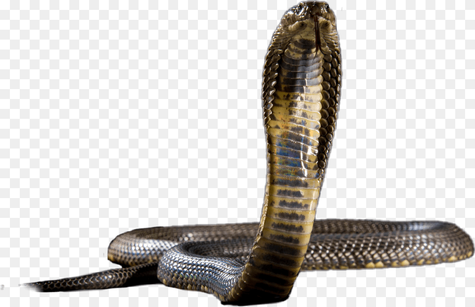 Kingcobra Indian Cobra, Animal, Reptile, Snake Free Transparent Png
