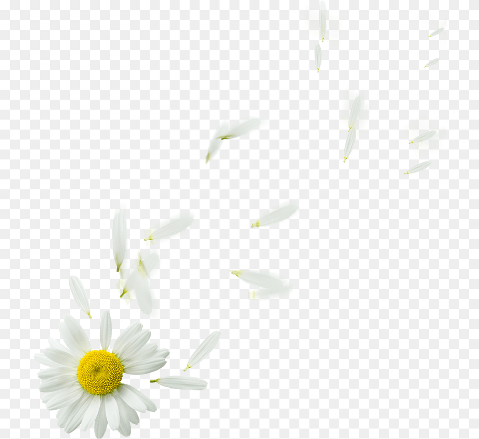 Kingdom Of Editor S Editing Floating Flowers Oxeye Daisy, Flower, Petal, Plant, Anemone Png