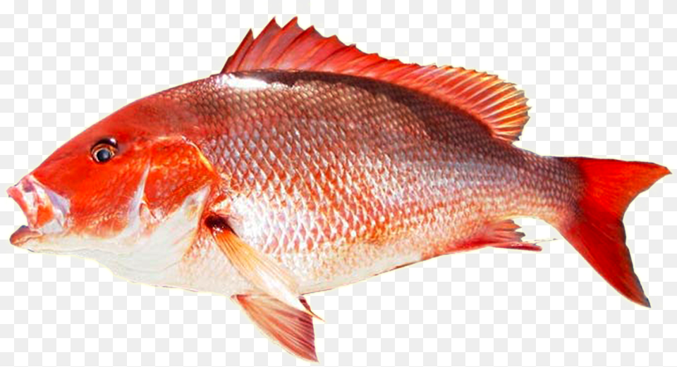 Kingfish Transparent Red Snapper Fish, Animal, Sea Life Png