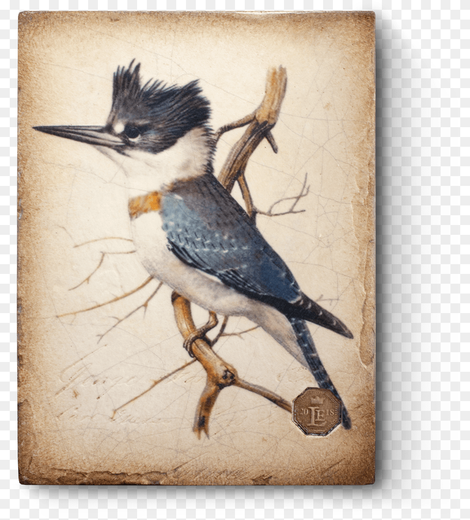Kingfisher, Animal, Beak, Bird, Jay Png Image