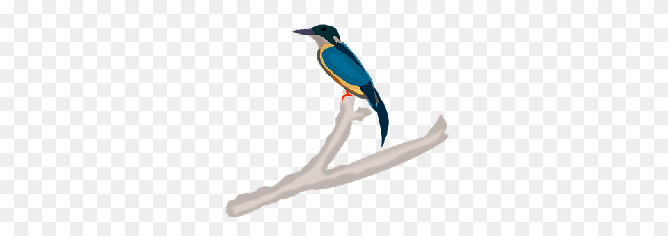 Kingfisher Animal, Beak, Bird, Finch Png