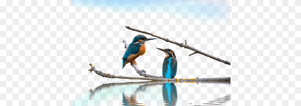 Kingfisher Animal, Beak, Bee Eater, Bird Free Png