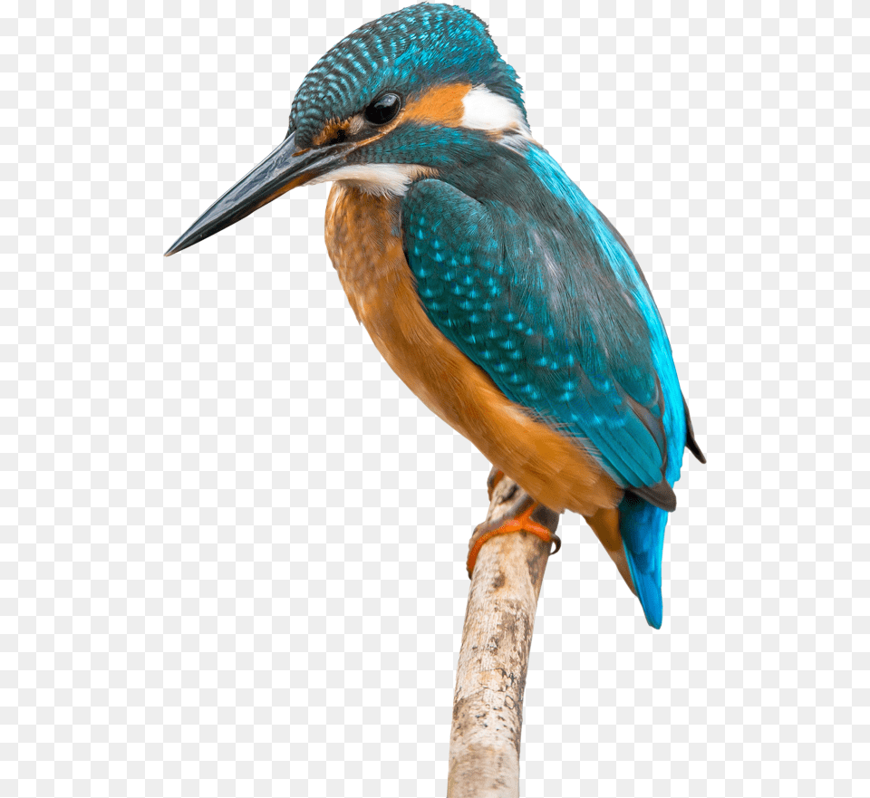 Kingfisher, Animal, Beak, Bird, Bee Eater Png Image