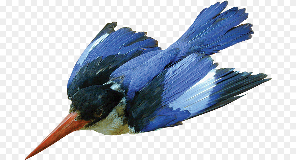 Kingfisher Belted Kingfisher, Animal, Beak, Bird, Jay Png