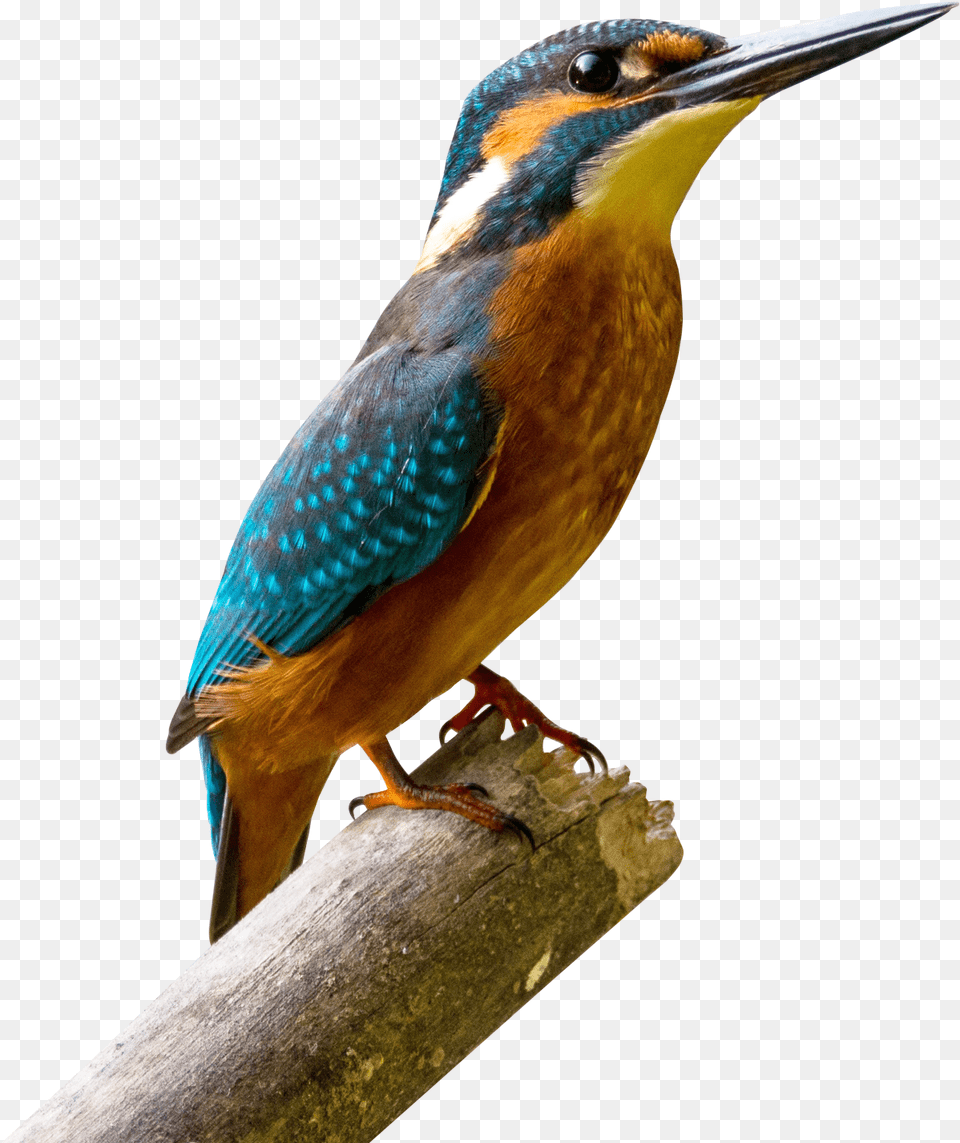 Kingfisher Bird Aves De La Sabana De Bogota, Animal, Beak, Bee Eater, Jay Free Transparent Png