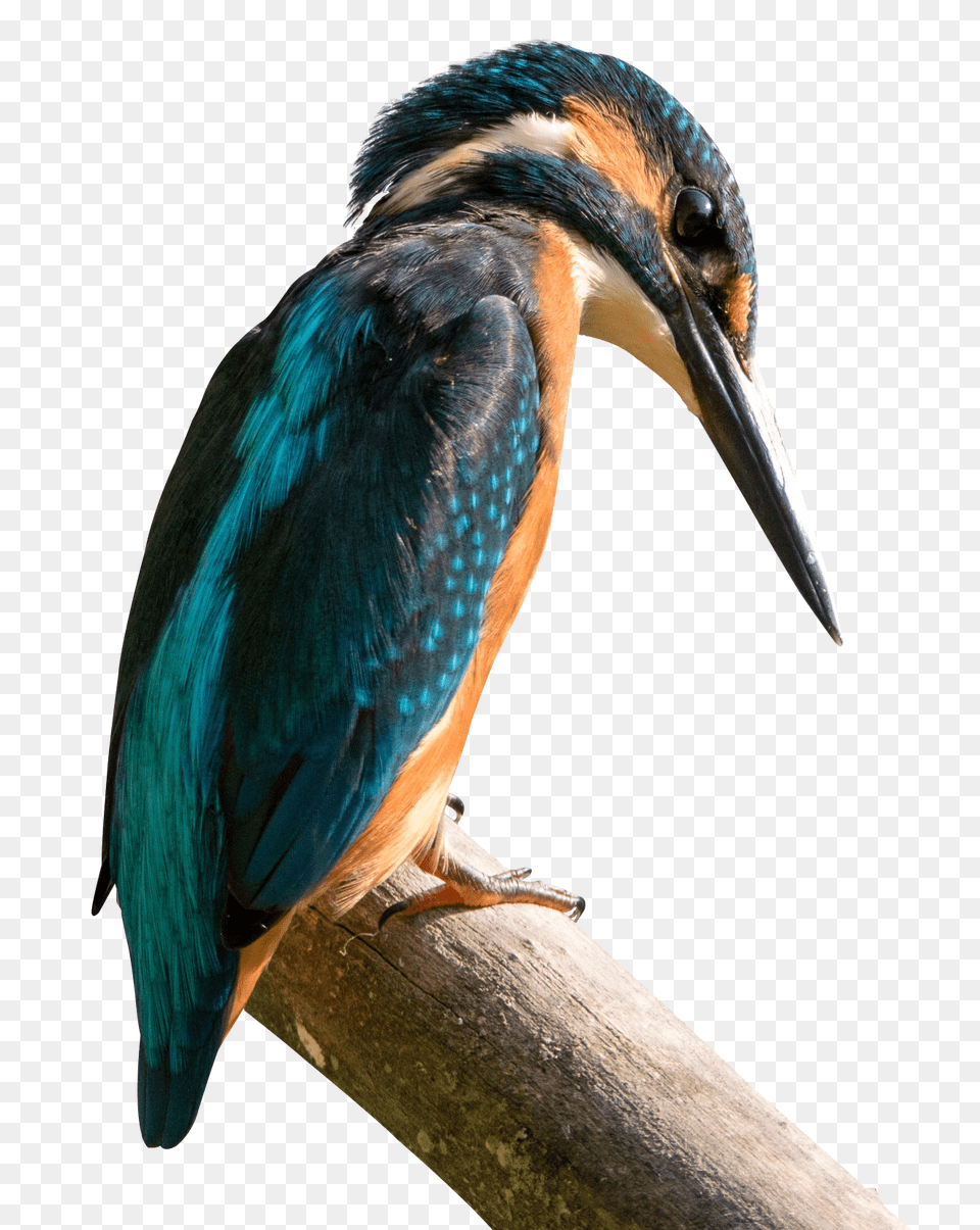 Kingfisher Bird Animal, Beak, Bee Eater, Jay Png Image