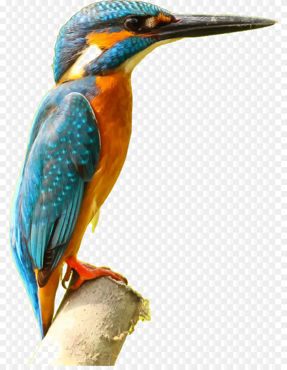 Kingfisher Bird Picture Kingfisher Clipart, Animal, Beak, Bee Eater, Jay Free Png
