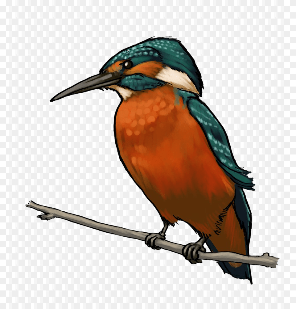 Kingfisher Bird Transparent Background Kingfisher Bird Hd, Animal, Beak, Bee Eater, Jay Free Png