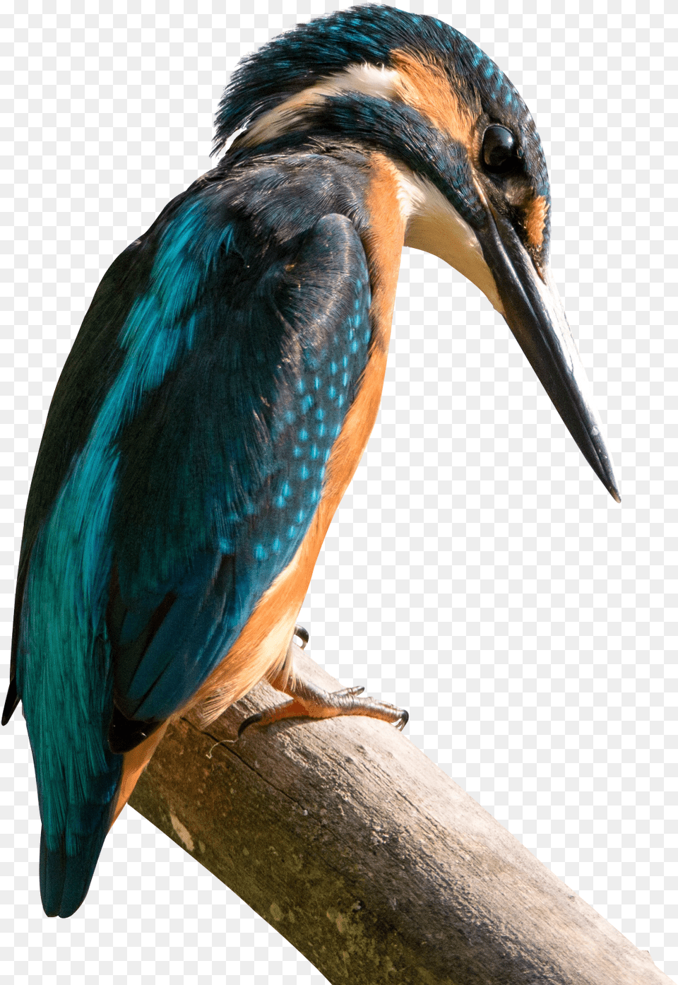 Kingfisher Bird Transparent Pngpix Birds Found In Hilly Region Of Nepal, Animal, Beak, Bee Eater, Jay Free Png Download