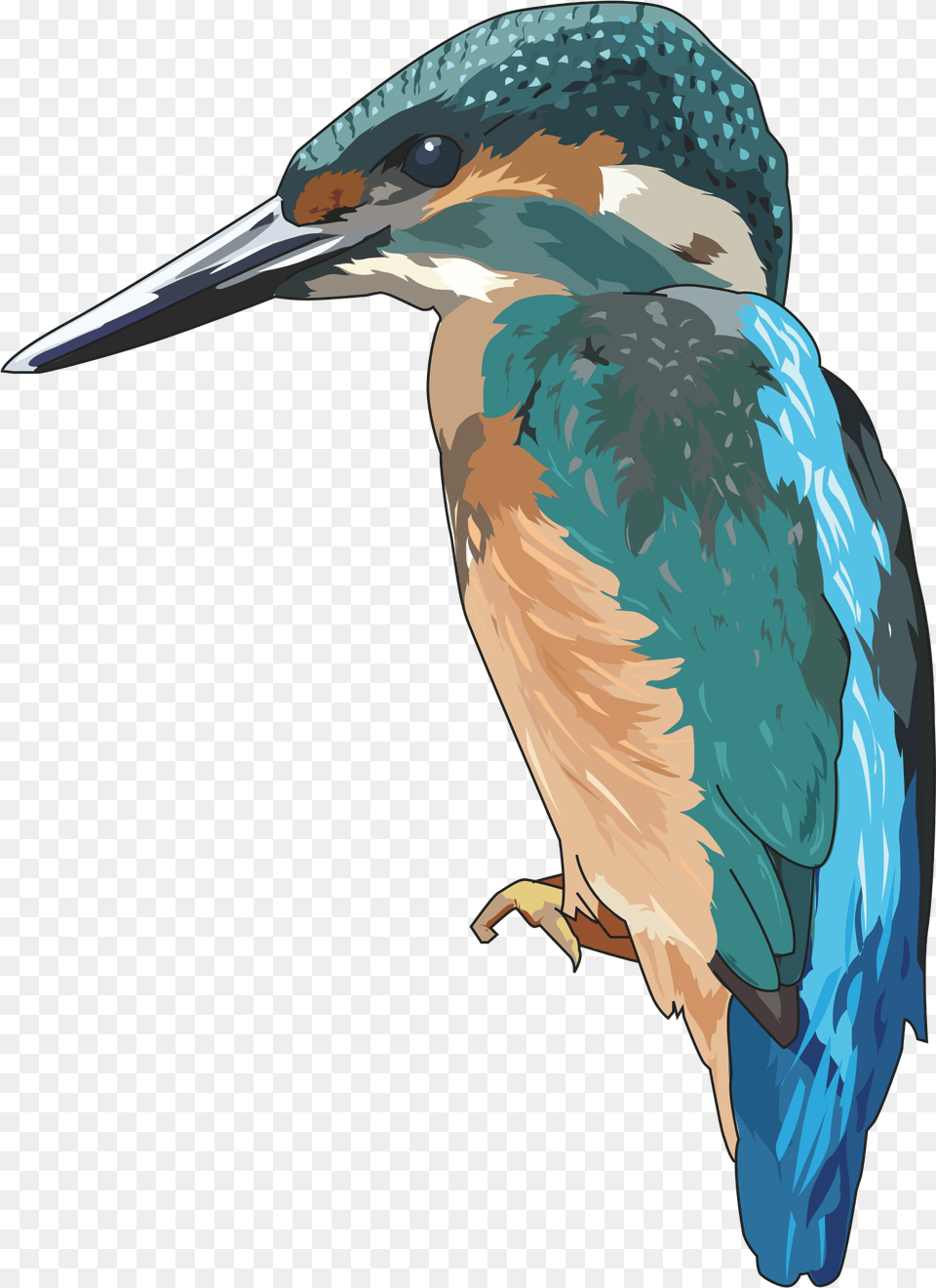 Kingfisher Clipart, Animal, Beak, Bird, Jay Free Png
