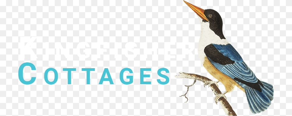 Kingfisher Cottages Water Bird, Animal, Beak, Jay Free Transparent Png