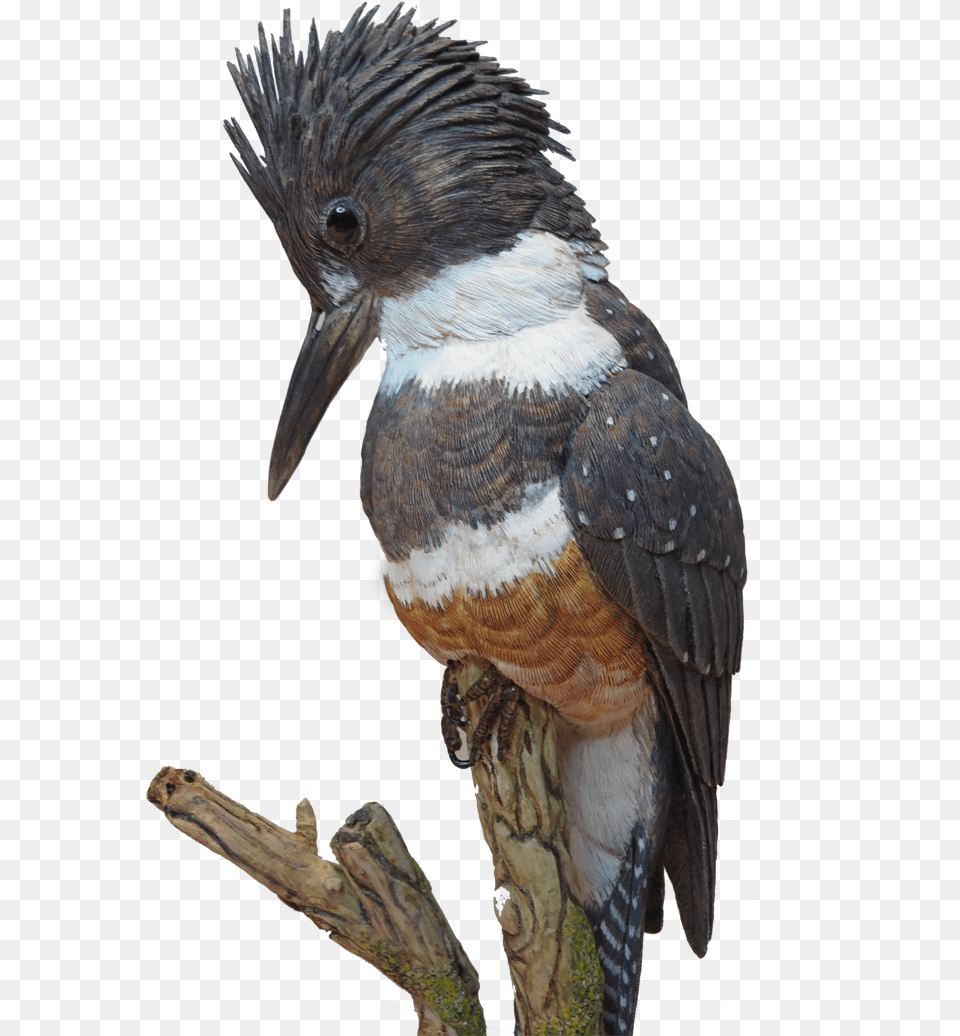 Kingfisher Cutout, Animal, Beak, Bird, Jay Free Transparent Png