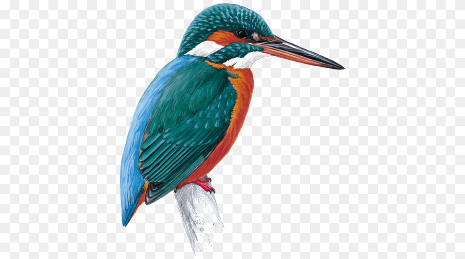 Kingfisher Download Kingfisher Bird, Animal, Beak, Bee Eater, Jay Free Png