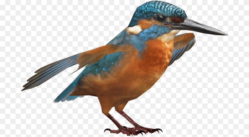 Kingfisher Hd Coraciiformes, Animal, Beak, Bird, Jay Free Png Download